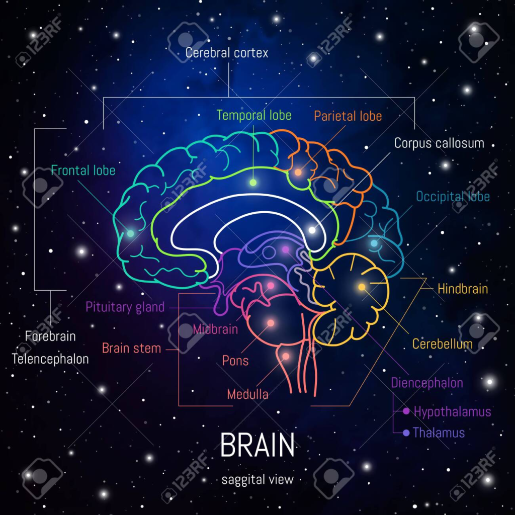 Sección de Neurociencia: Adéntrate en el fascinante mundo del cerebro humano. Encuentra artículos sobre cómo funciona la mente, avances en neurociencia y consejos prácticos para mejorar tu bienestar mental.