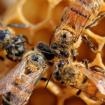 El Secreto Detrás de los Patrones de las Abejas: La Fórmula Matemática Perfecta